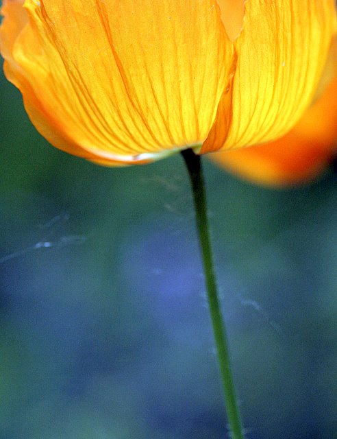 From the Forest Floor