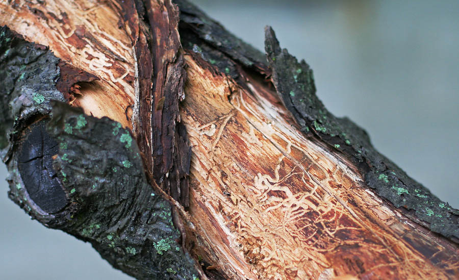 Dead apple branch