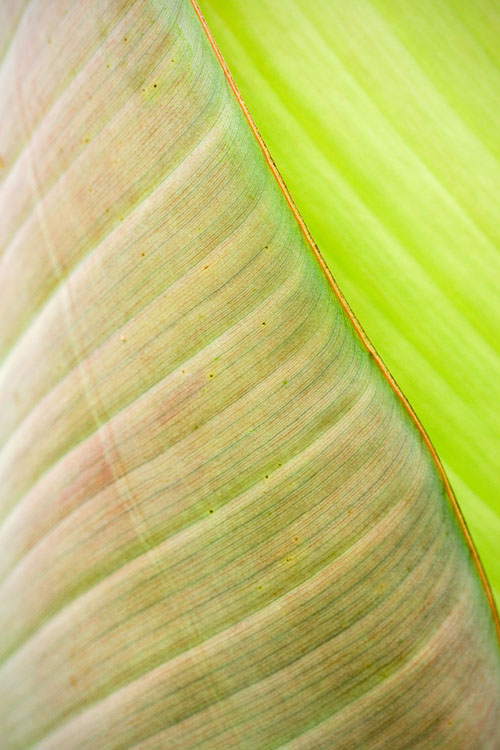 Green Abstract*
