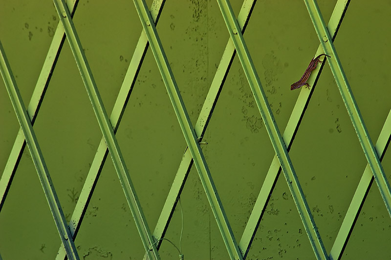 Green on Green with Lizard