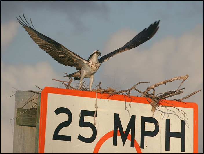 25 MPH