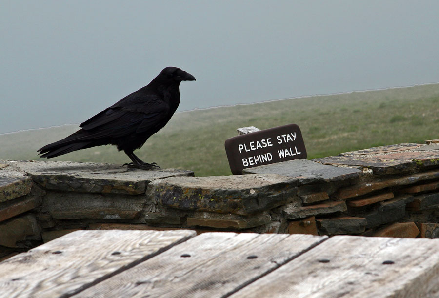 Hey Buddy, Cant You Read?  *