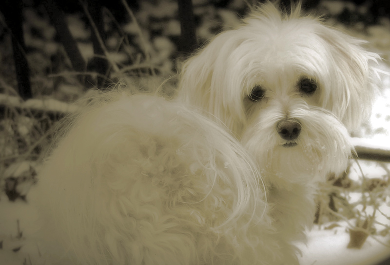 Snow Princess