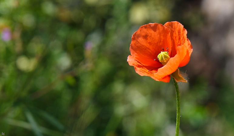 Wildflower *