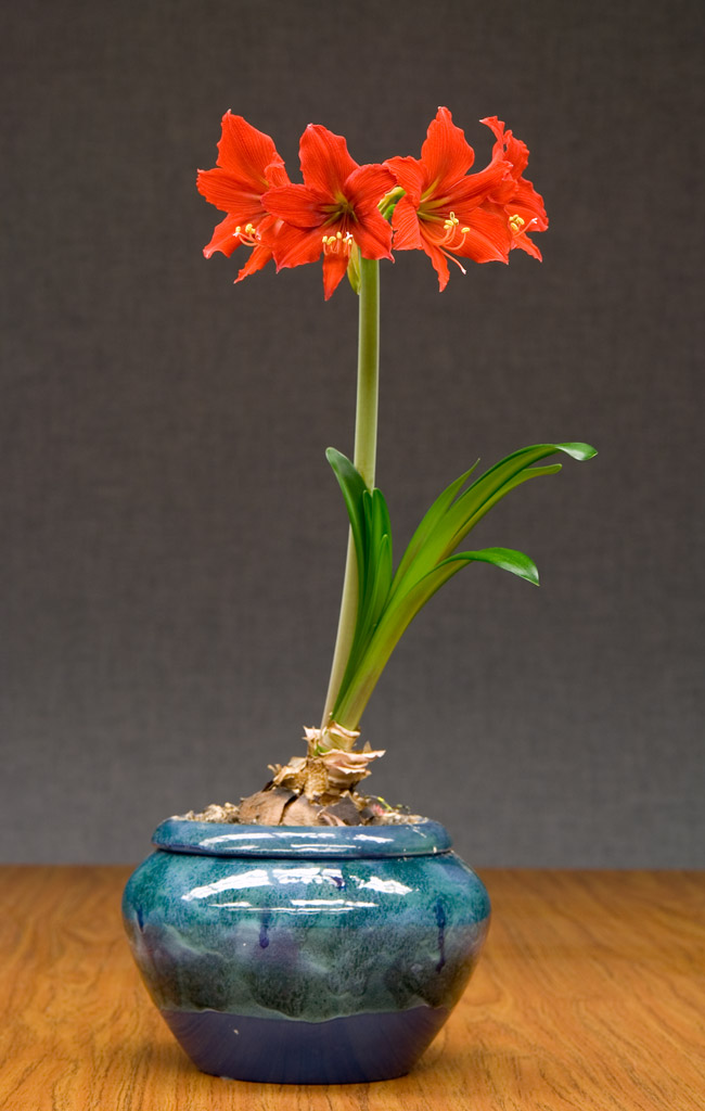 Amaryllis *
