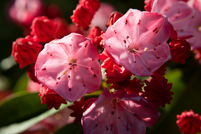 Mountain Laurel