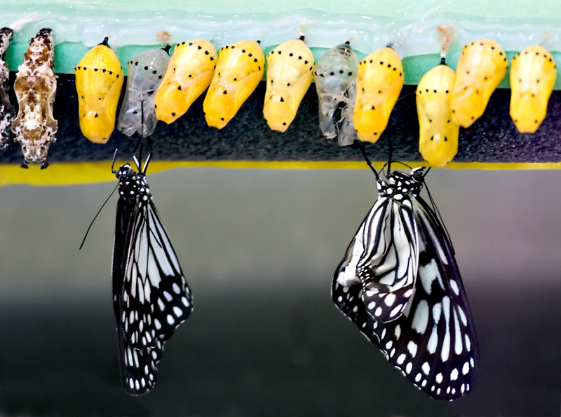 8th: New life at the butterfly garden