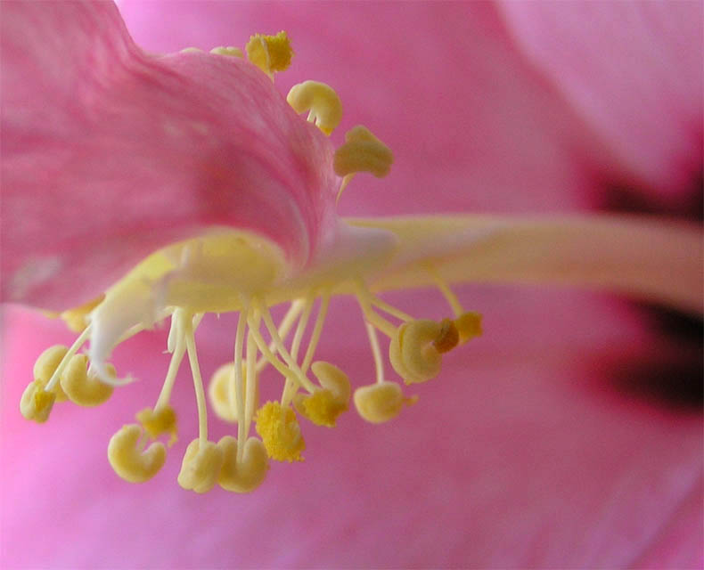 Flor  *