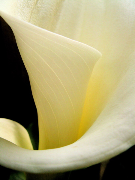 Calla Lily  *