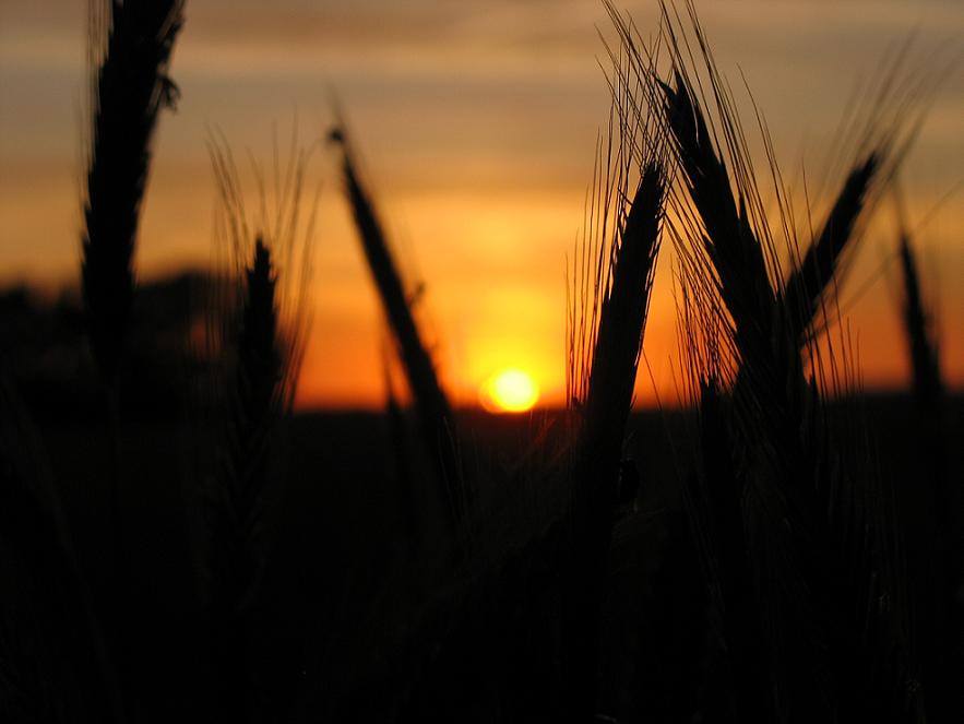 harvest time*
