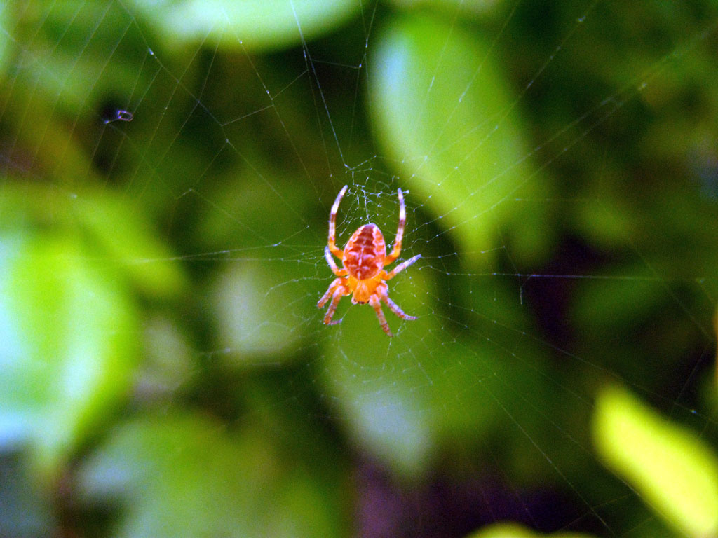 spidie in my garden