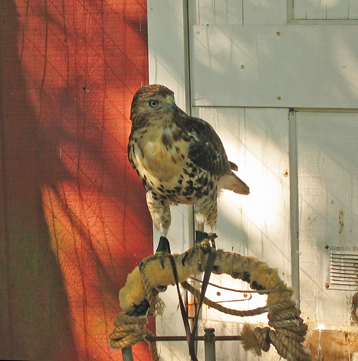 Hawk on the mend *