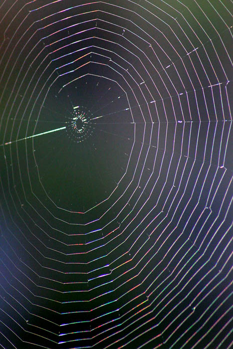 6th: Web<br>by Rod