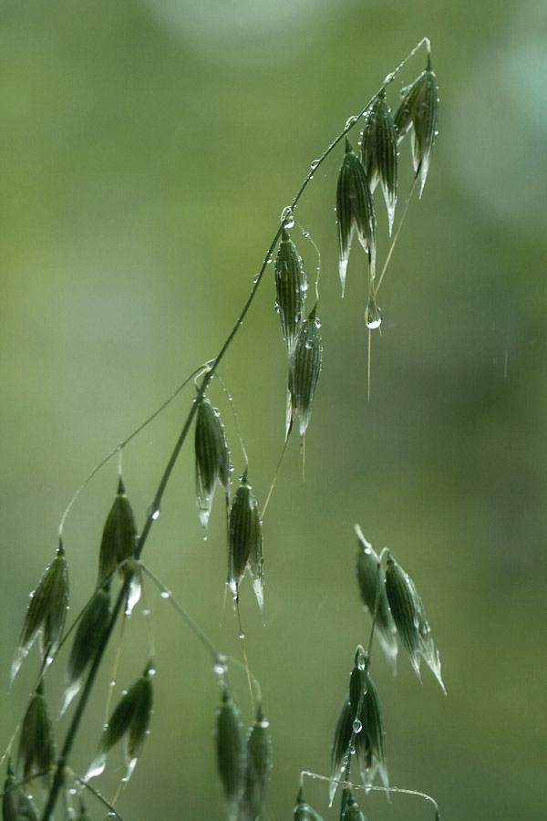 Wet, wet, wet *