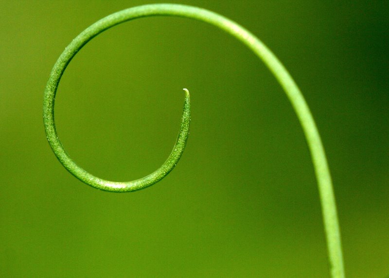 Tendrils*