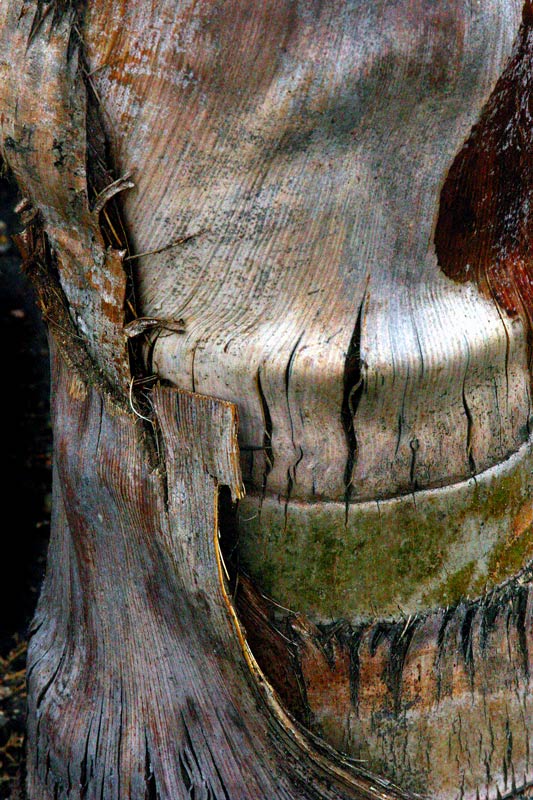 Palm Bark