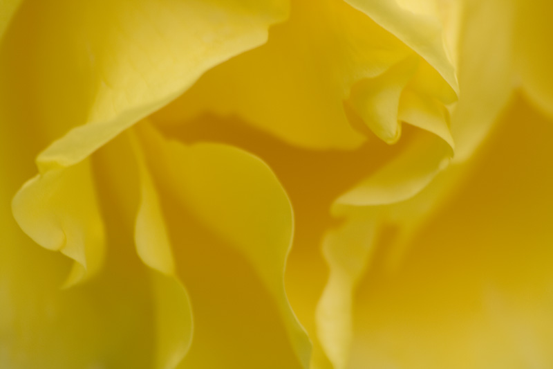 Rose*