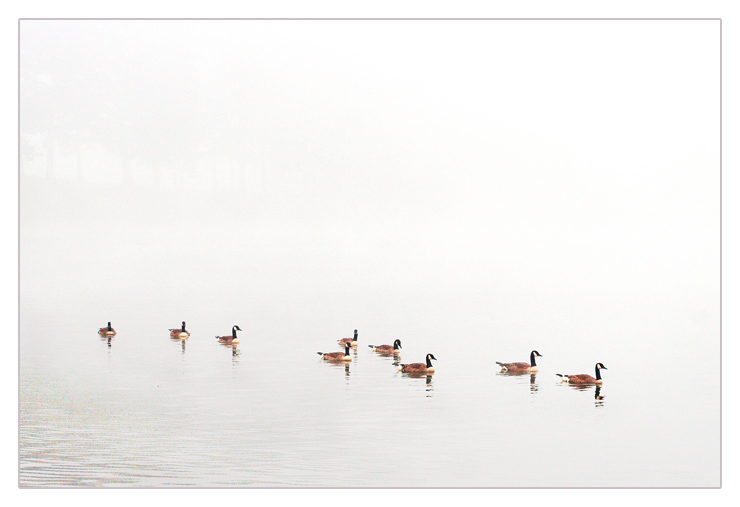 2 - Fog of Geese