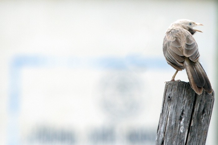 Bird Stump