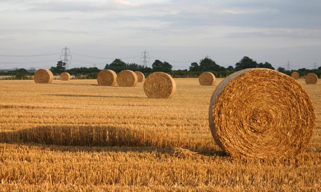 bales