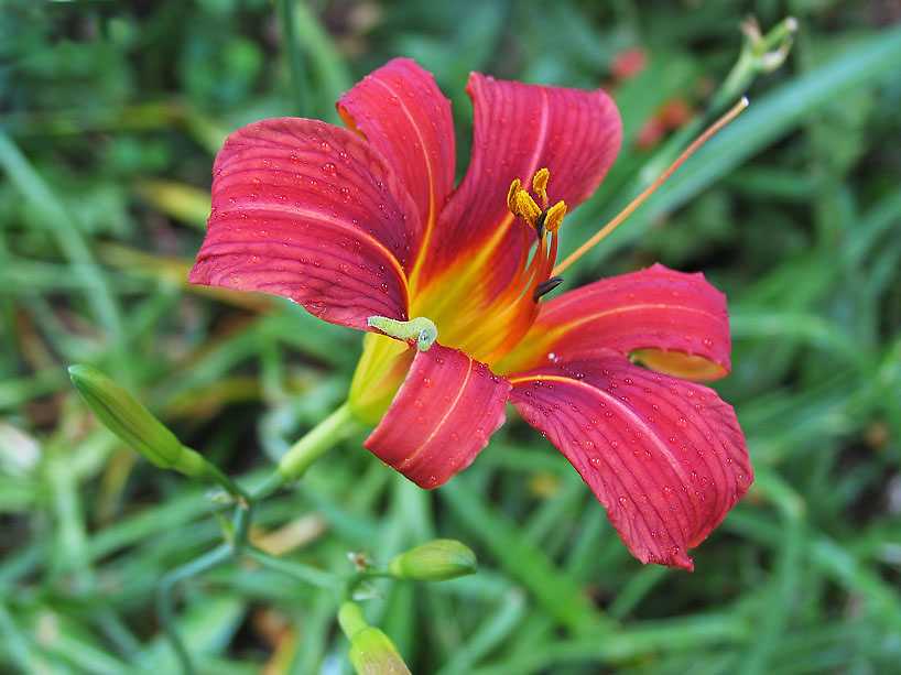 Day lilly plus *