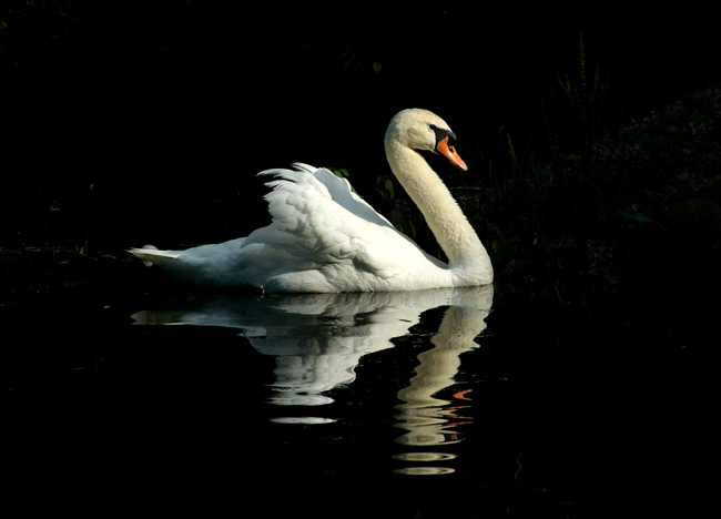 9 - Lonely Swan