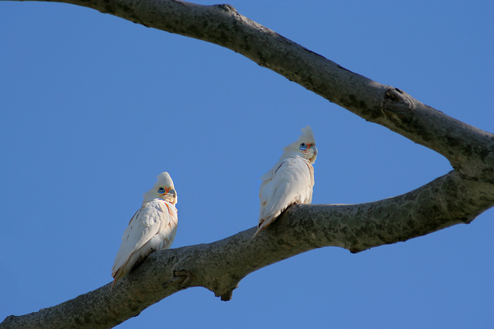 Capalaba Hairy Headed Eagles