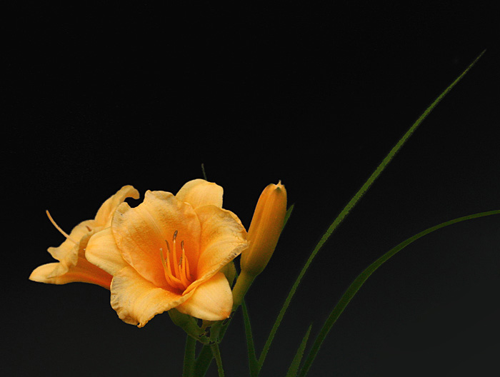 Gold Daylily