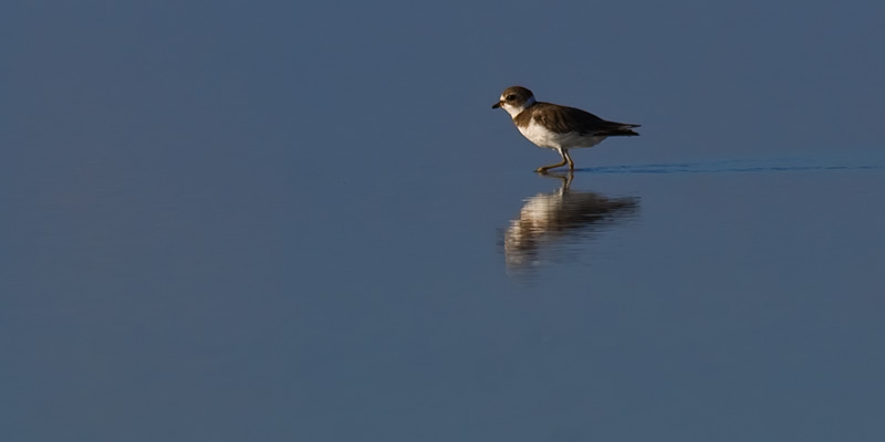 6 - Little Bird