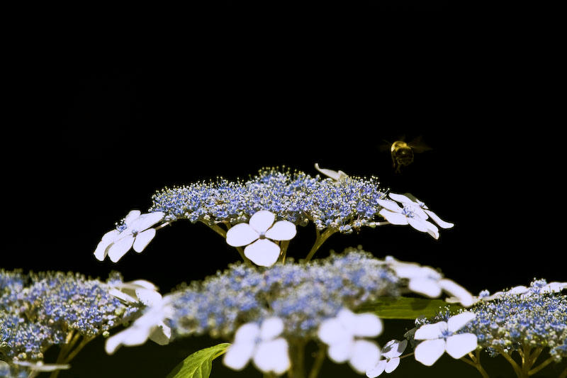 beegone *