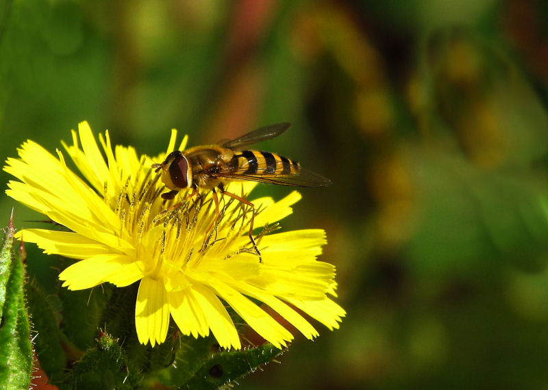 Hoverfly in the sun
