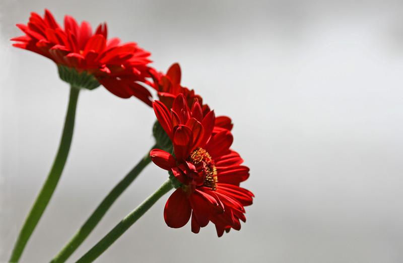 Red Gerberas