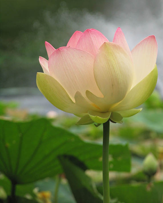 Lotus