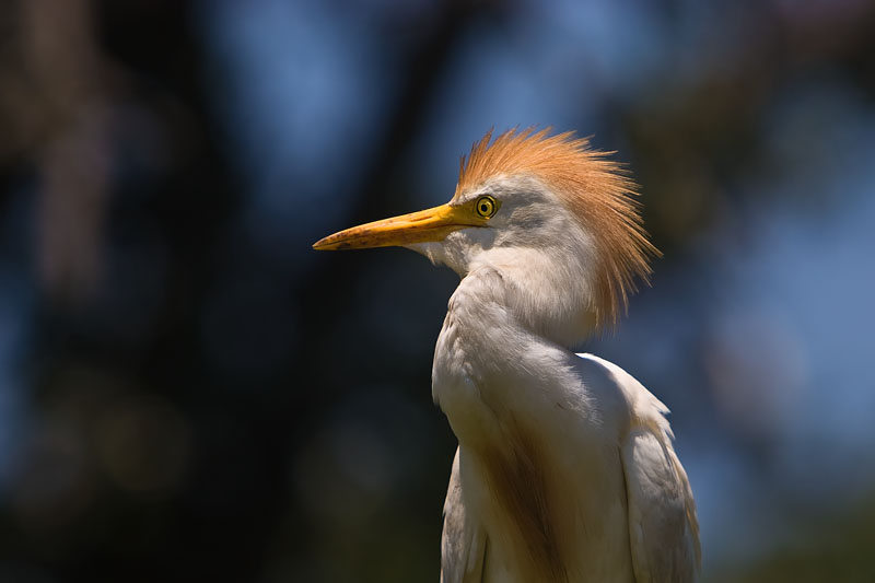 Punk Egret