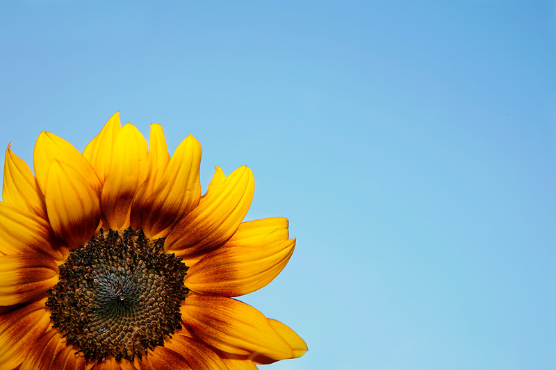Sunflowers Tear