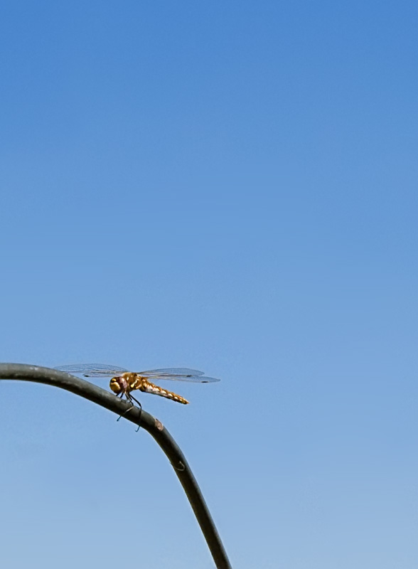 High Wire