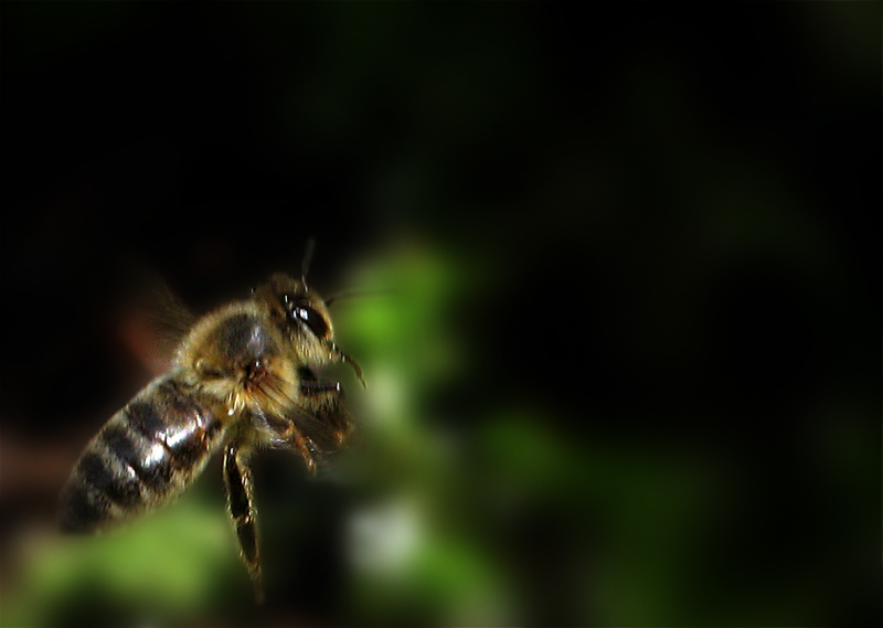 Dont Bee Negative *