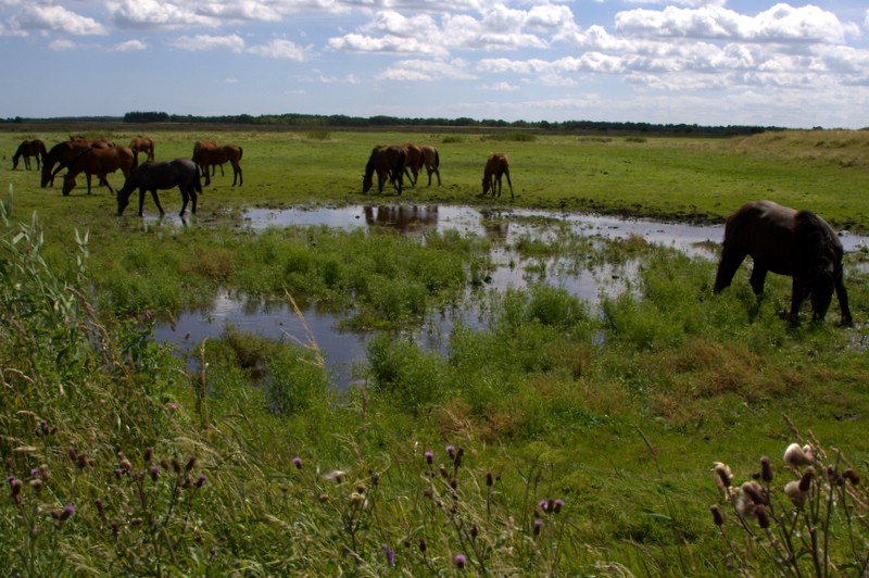 horses