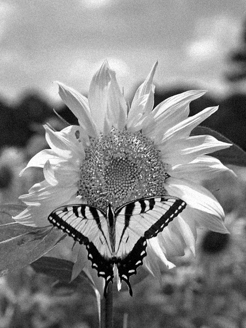 Sunflower and butterfly