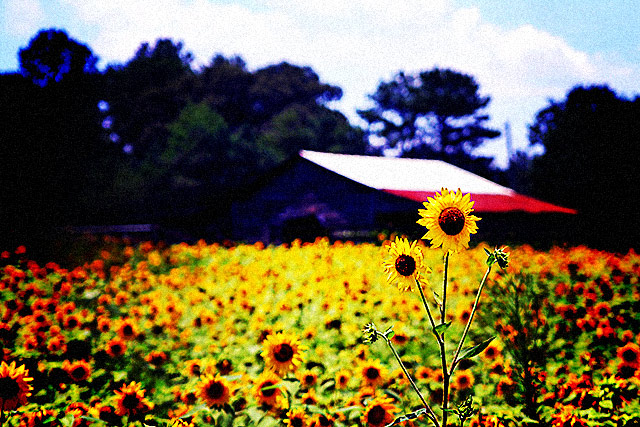 field of sun