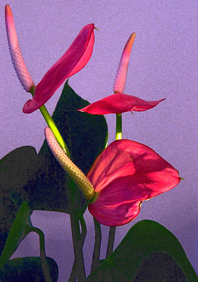 Purple Passion  *