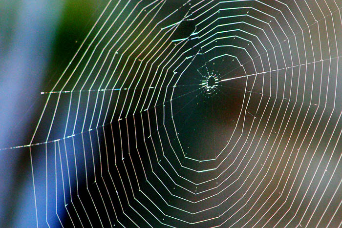 Web