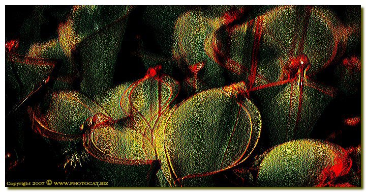 Somethings behind the leaves!