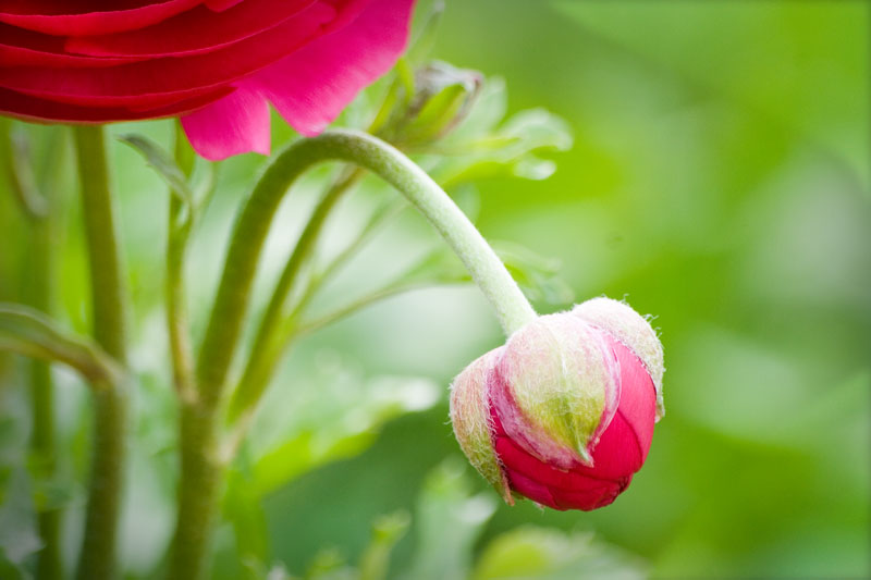 Bud