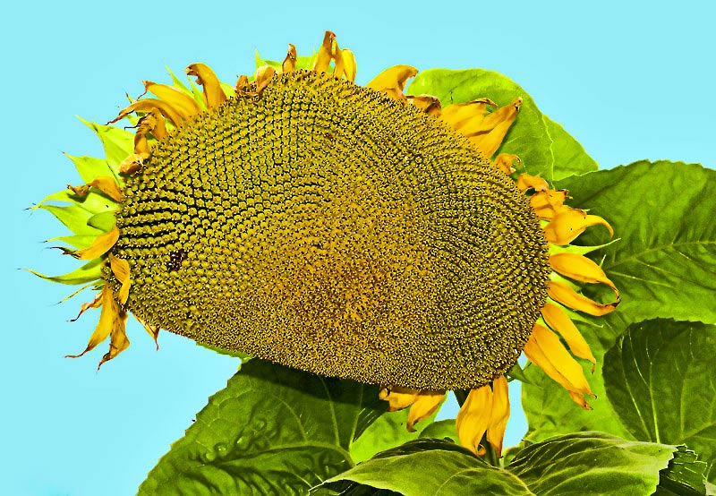 Big Sunny