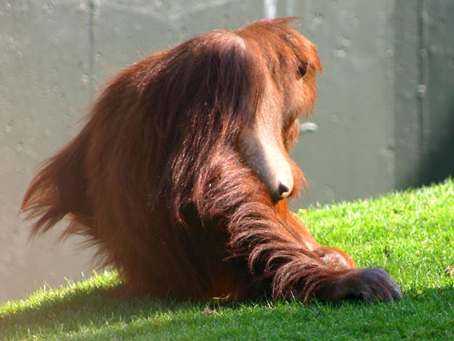 twycross
