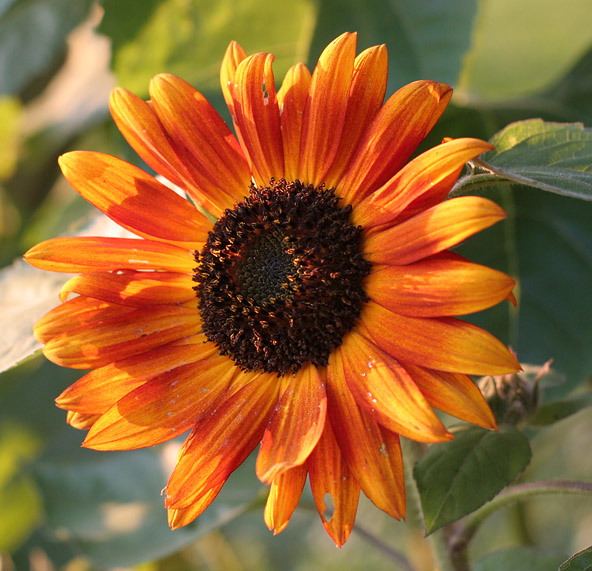 A little orange *