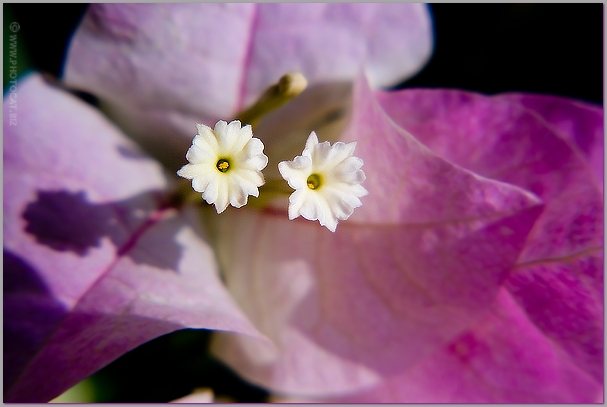 Hued Petals