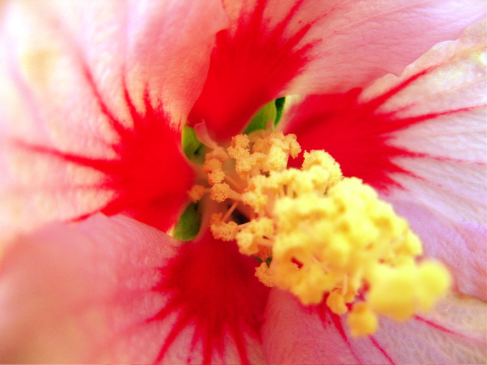 Yet Another Flower