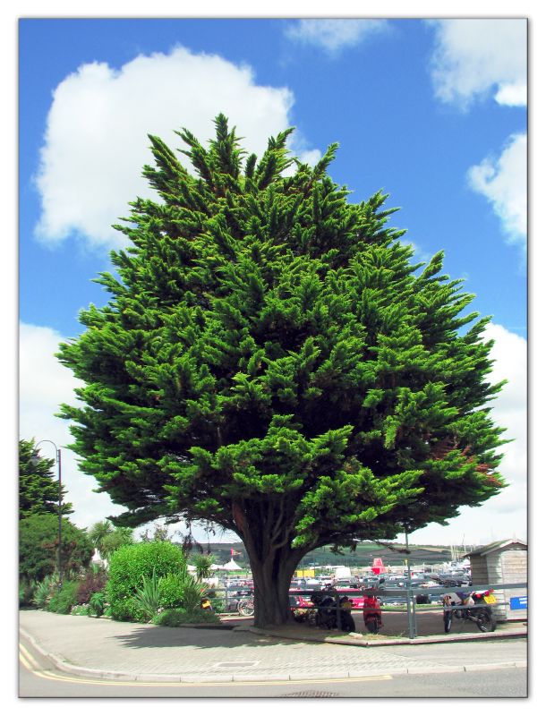 Tree*